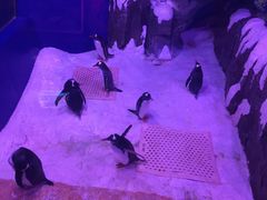 -暹罗海洋世界