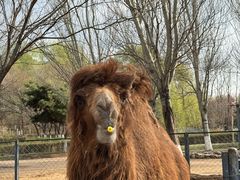 -长白岛森林公园