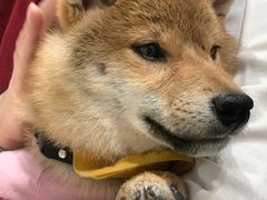 -逗柴咖啡屋·狗咖猫咖宠物桌游