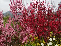 -桃源山庄·摘樱桃·柴火鸡·烧烤团建(龙泉山店)