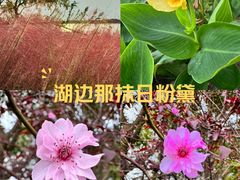 -贡湖湾湿地公园