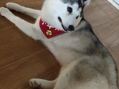 -Husky Go! 哈士奇体验馆·宠物咖啡厅狗咖