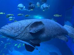 -太平洋海底世界