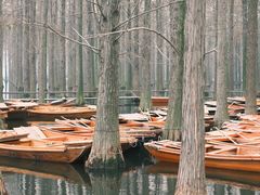 -渌洋湖湿地公园