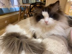 -滚猫咖啡·猫咖·猫友好撸猫(未来城店)