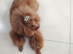 -小伙伴宠物医院·CT·骨科·眼科(高新店)