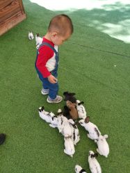 -萌宠亲子动物乐园(槐房万达店)