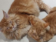 -藏猫猫咖啡主题馆(中央大道店)