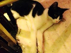 店里的猫咪4-洪齐林老镇