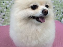 -瑞鹏宠物医院·微创内窥镜·骨外科·牙科(翠竹分院)