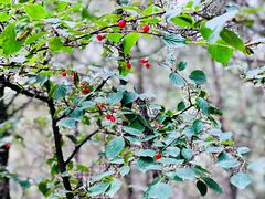 -阳台山自然风景区