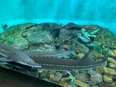 -太平洋海底世界