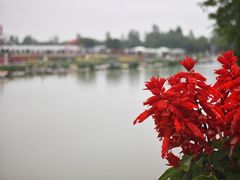 -荷兰花海