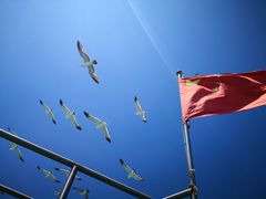 景点-长岛万鸟岛