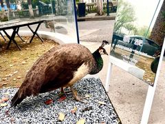 -J Create城市露营咖啡·简餐·宠物(上海动物园店)