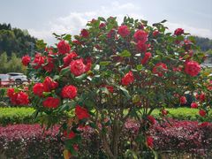 -明月山天沐温泉度假村