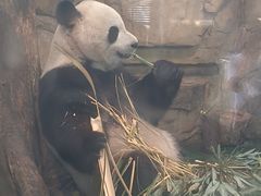 -成都动物园
