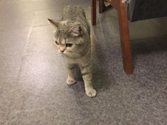 -猫色咖啡·猫咖