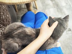 -楼上猫咖(罗湖店)