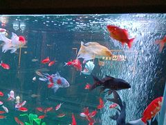 -雀蓝川菜(奥体广场店)