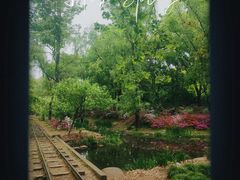 -上海共青森林公园