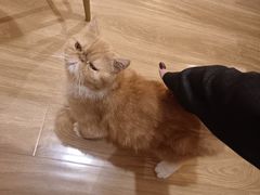 -滚猫咖啡·猫咖·猫友好撸猫(未来城店)