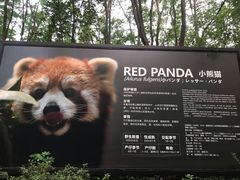 景点-成都大熊猫繁育研究基地