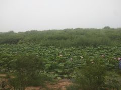 -丁香湖公园