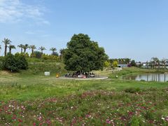 -空港花田景区