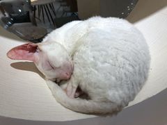 -猫域·湾主题猫咖·宠物吧(南坪城市广场店)