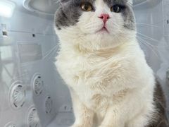 -车接车送·寄养洗护·德文猫舍(大宁店)