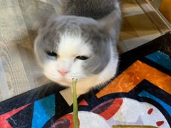 -藏猫猫咖啡主题馆(中央大道店)