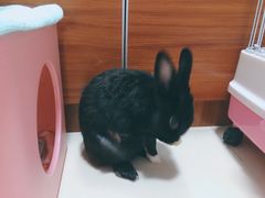 -宠物兔专门店(天丰利市场店)