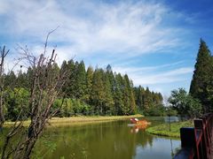 -黄海国家森林公园