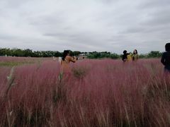 -洪湖湿地生态园