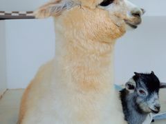 -怪兽屋·羊驼·猫咖·狗咖(俊华广场店)