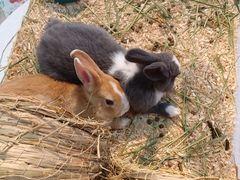 -喵宠乐园·撸猫互动·猫舍