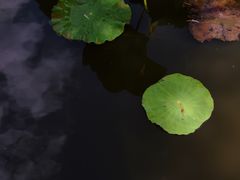 -MAP CHA普洱茶馆(翠湖店)