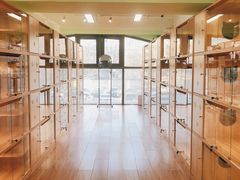 -猫十亿·布偶金渐层·曼基康矮脚猫舍(青年路店)