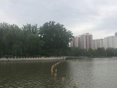 -莲花池公园