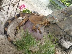 -广州长隆飞鸟乐园
