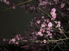 -橘子洲景区