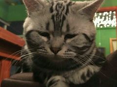 -喵店&猫咖