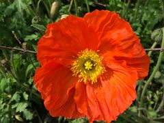 -西湖外事游船(花港观鱼码头)