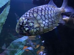 -暹罗海洋世界