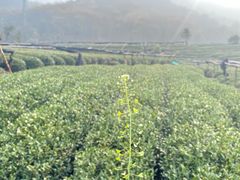 -听风阁农家私房菜茶楼(龙坞店)