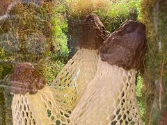 -芸山季·云南野生菌火锅(宝能环球汇店)