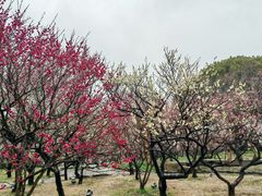 -无锡梅园公园
