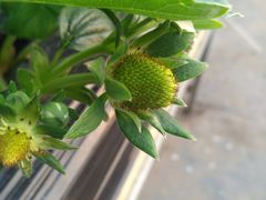 -甜心庄园·甜心草莓采摘园(西青中北店)
