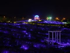 -大塘金香草谷